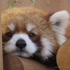 AIGC时代的必备技能--Prompt工程