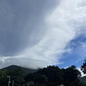 一枝春头像