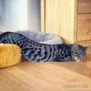 一条咪的个人资料头像