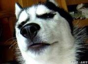 就叫老王吧的个人资料头像