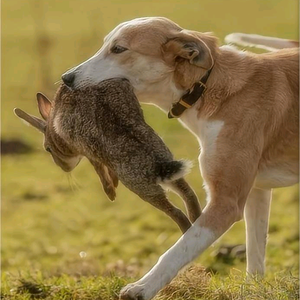 荒野猎犬头像