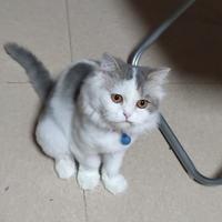 转世的猫头像