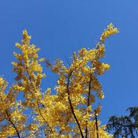 小阿俊Archer头像