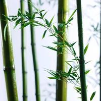 且聽風吟705头像