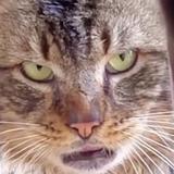 豁达花猫Hlk头像