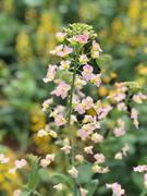 LouisCheung的个人资料头像