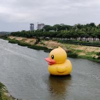 蛋总飘逸头像