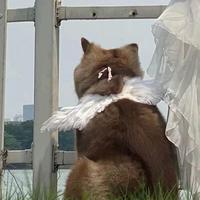 罐装可乐777头像