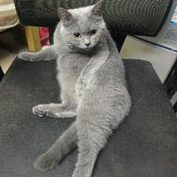 杰米是一只猫头像