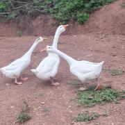 枯荷影的个人资料头像