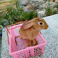 远望小奔头像