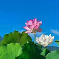 可儿图文小说头像