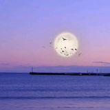 博学多才的wallshine头像