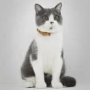 闪电wolf的个人资料头像