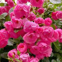 寒骄傲的蜗牛头像