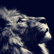 渡尘2017的个人资料头像