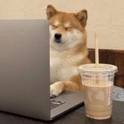 菜鸟是我的个人资料头像