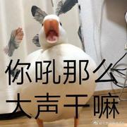 王大路233的个人资料头像