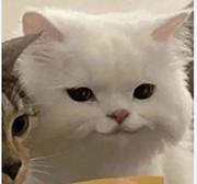 滚滚滚的个人资料头像