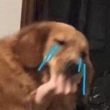 你的小砖hhh头像