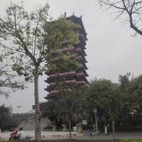 直爽帆船XF3头像