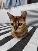 bin_log的个人资料头像