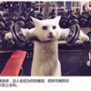 像风走过八万里。头像