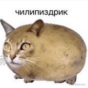 cubPanda的个人资料头像