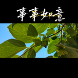 心之所向皆为道头像