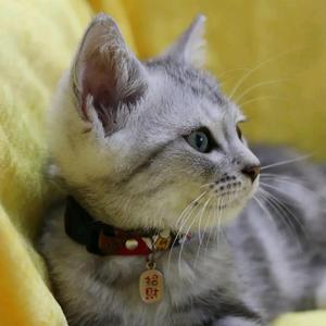 猫咪故事集头像