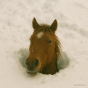 钮钴禄南下的个人资料头像