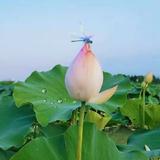 宁启海366头像