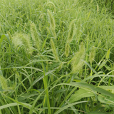 沂源金牌花椒鸡头像