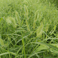 沂源金牌花椒鸡头像