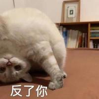 不及鱼加头像
