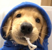 呆大猫的个人资料头像