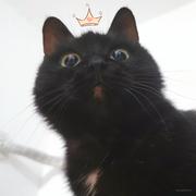 Alice有黑猫的个人资料头像