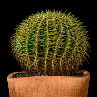 美食家高山4v头像