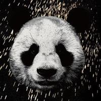 一只国宝宝宝头像