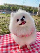 我有一只小honey的个人资料头像