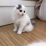 成熟小猫uE头像