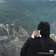 正子卷不过的个人资料头像