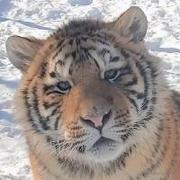 大面龙须的个人资料头像