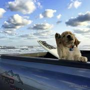 四月的花海的个人资料头像