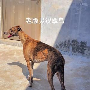 溜溜哒哒逛狗市头像