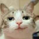 酷拉皮卡的个人资料头像