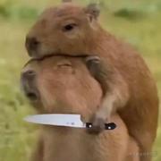 呀毕的个人资料头像