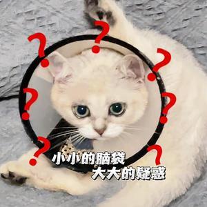 乖惜小猫是糯米头像