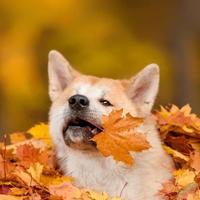 隧道门禁卡头像