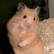 JAVA猿生进阶的个人资料头像